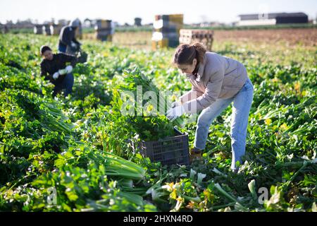 Gärtnerin pflückt reifen Sellerie auf der Plantage Stockfoto