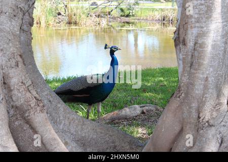 Blauer Pfau draußen während des Tages im Park Stockfoto