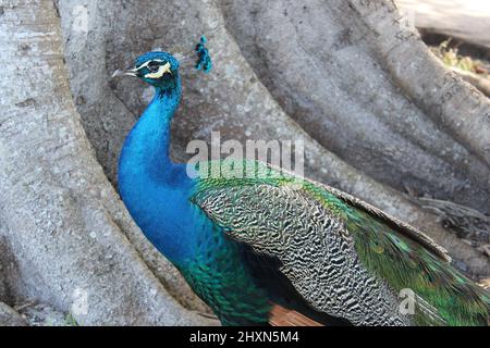 Blauer Pfau draußen während des Tages im Park Stockfoto