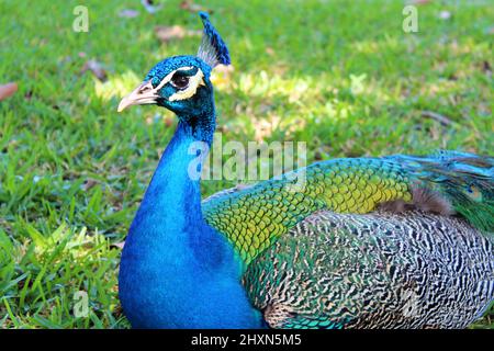 Blauer Pfau draußen während des Tages im Park Stockfoto