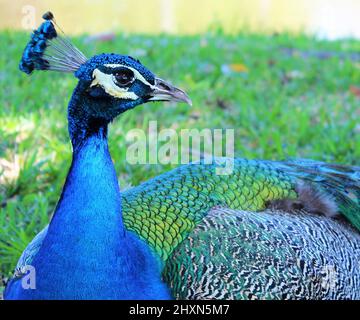 Blauer Pfau draußen während des Tages im Park Stockfoto