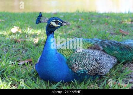 Blauer Pfau draußen während des Tages im Park Stockfoto