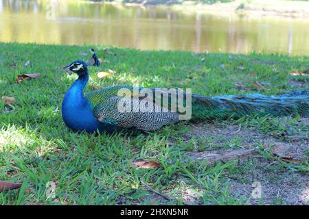 Blauer Pfau draußen während des Tages im Park Stockfoto