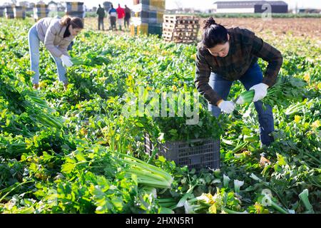 Frau, die Sellerie auf dem Gemüsefeld erntet Stockfoto
