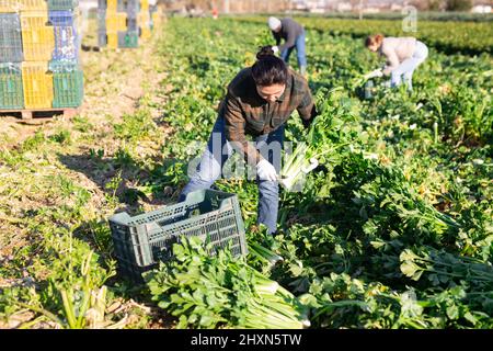 Gärtnerin pflückt reifen Sellerie auf der Plantage Stockfoto