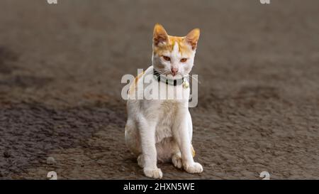 Niedliche Katze auf der Straße auf einem unscharfen Hintergrund sitzen Stockfoto