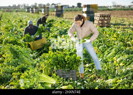 Frau, die Sellerie auf dem Gemüsefeld erntet Stockfoto