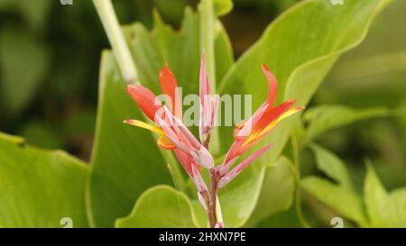Schöne Knospenblüte geschlossene Blume rot-orange Canna Lilie Blume oder Kana Variegata oder Bha tasbih isoliert auf Himmel Hintergrund im Garten. Verwenden Stockfoto