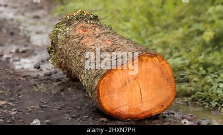 Ein Holz aus frisch gesägtem Holz in einer Waldumgebung, die am Straßenrand gelagert wird Stockfoto