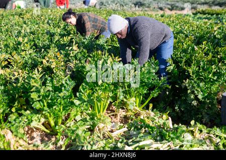 Selbstbewusster Mann, der sich mit dem Anbau von Bio-Gemüse beschäftigt und die Ernte von reifem Sellerie in Schachteln auf dem Feld arrangiert Stockfoto