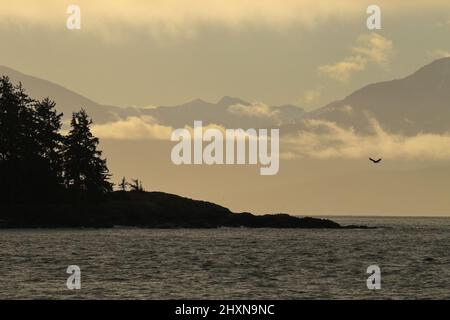 Ein Weißkopfadler, der über den Pazifischen Ozean mit Bäumen und den Olympischen Bergen in der Ferne fliegt. Aufgenommen in Sooke, British Columbia, Kanada. Stockfoto