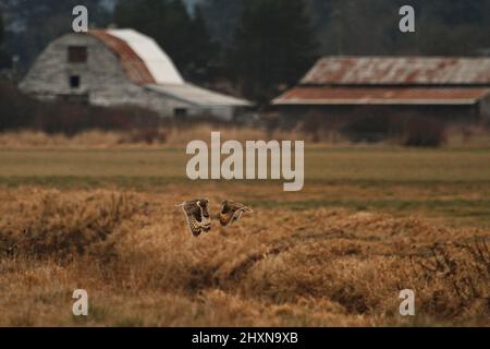 Zwei Kurzohreulen, die über ein Farmfeld mit Scheunen im Hintergrund an einander vorbeifliegen. Aufgenommen in Victoria, British Columbia, Kanada. Stockfoto