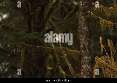 Eine nördliche Zwergeule, die auf einem moosigen Zweig in einem Wald thront. Aufgenommen auf Vancouver Island in British Columbia, Kanada. Stockfoto
