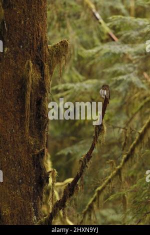 Eine nördliche Zwergeule, die auf einem moosigen Zweig in einem Wald thront. Aufgenommen auf Vancouver Island in British Columbia, Kanada. Stockfoto