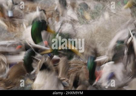 Eine verschwommene Langzeitbelichtung einer Stockenten, die Raserei füttern. Es zeigt Bewegung und Aktivität und Chaos. Aufgenommen im Beacon Hill Park in Victoria, British Colu Stockfoto