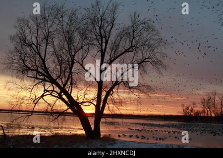 Sonnenuntergang am Loess Bluffs National Wildlife Refuge in Missouri, USA, in der Nähe von Mound City Stockfoto