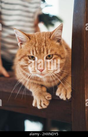 Nahaufnahme eines Ingwerkatzen, der auf einem Laubenholz steht und die Kamera anschaut. Entzückendes Haustier. Lustige Katze. Stockfoto