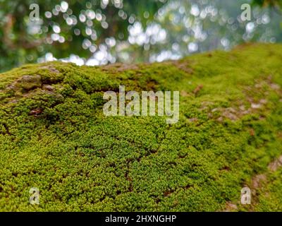 Wunderschönes hellgrünes Moos, das aufgewachsen ist, bedeckt die rauen Steine und auf dem Boden im Wald. Mit Makroansicht anzeigen. Steine voller Moos Stockfoto