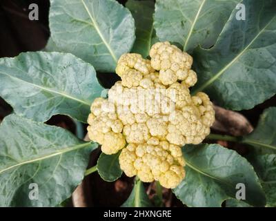 Blumenkohl wächst in organischem Boden im Garten auf dem Gemüsebereich. Blumenkopf unter natürlichen Bedingungen, Nahaufnahme Stockfoto