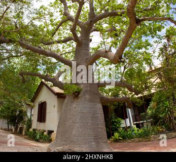 Riesiger Boab-Baum vor dem Broome Courthouse, North Western Australia, einst eine historische Cable Station in den frühen Tagen der Perling-Stadt. Stockfoto