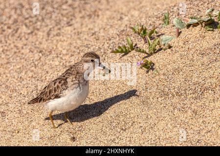 Am wenigsten Sandläufer (Calidris minutilla) auf Sand, Point Reyes National Seashore, Kalifornien, USA. Stockfoto