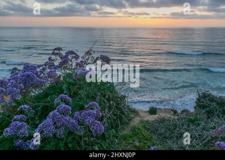 13. März 2022: Gelbe und violette Frühlingswildblumen, Vögel, Felsen, Klippen und Moos während des Sonnenuntergangs am South Ponto State Beach in Leucadia, einer Strandgemeinde von Encinitas, Kalifornien, USA, am Sonntag, 13.. März 2022. Encinitas ist eine beliebte Strandstadt im San Diego County. (Bild: © Rishi Deka/ZUMA Press Wire) Stockfoto