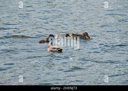 Im Sommer Enten im Teich von Königsberg Stockfoto