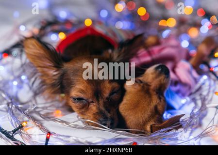 Two Toy Terrier ist ein gelber Neujahrshund. Zwei Hunde liegen lächerlich und schlafen ein. Sie sind von Girlanden umgeben und sind in Kinderrutschen gekleidet. Stockfoto