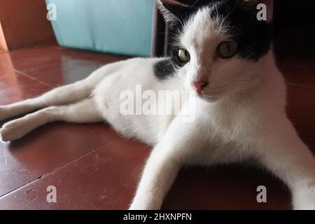 Weiße Katze schaut auf die Kamera Stockfoto