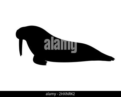 Silhouette eines Walrossen mit Stoßzähnen. Vektordarstellung einer schwarzen Silhouette eines liegenden atlantischen Walrosses isoliert auf weißem Hintergrund. Seitenansicht des Symbols Stock Vektor