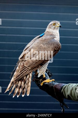 Greifvögel - Junge Nordgoshawk (Accipiter gentilis). Wildtierlandschaft. Stockfoto
