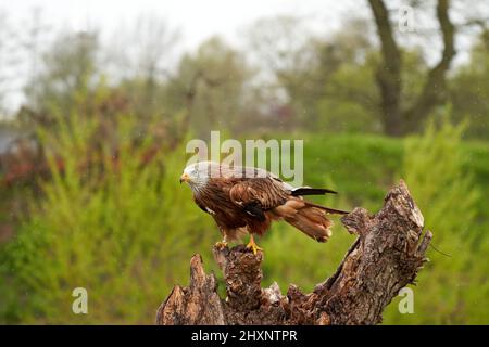 Ein detailliertes Porträt des Roten Drachen, Greifvogels. Land mit ausgebreiteten Flügeln auf einem Stumpf im Regen. Seitenansicht Stockfoto