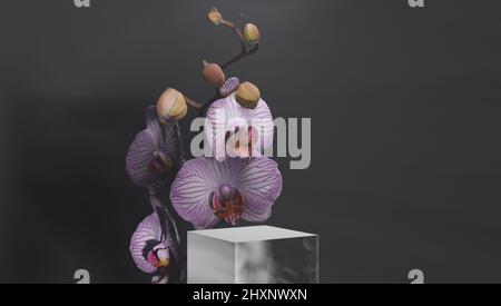 Schöne Phalaenopsis Orchideenblumen, isoliert auf schwarzem Hintergrund. Motte dendrobium Orchidee. Mehrere Blüten. Blüht. Schöne Details von Stockfoto