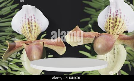 Schöne Phalaenopsis Orchideenblumen, isoliert auf schwarzem Hintergrund. Motte dendrobium Orchidee. Mehrere Blüten. Blüht. Schöne Details von Stockfoto