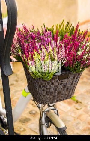 Calluna blüht in einem Fahrradkorb auf der Straße Stockfoto