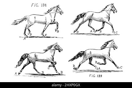 The Harmony in a Gait aus dem Buch The Gang of the American Tratter and Pacer : eine Analyse ihres Gangwerkes durch eine neue Methode und eine Untersuchung der allgemeinen Prinzipien bezüglich des korrekten Ausgleichs von Bewegung Aktion und Erweiterung von Rudolf Jordan Veröffentlicht New York : W. R. Jenkins Co. 1910 Stockfoto