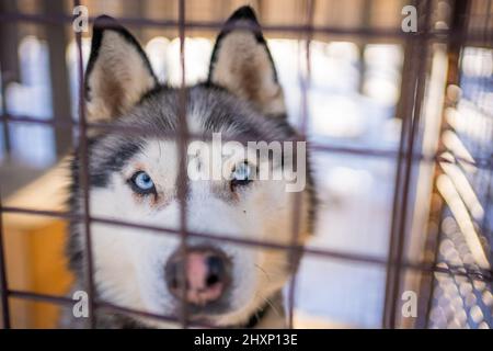 Weißer Husky mit blauen Augen blickt in einen Käfig in der Hundefarm in der Nähe von Kemerowo, Sibirien, Russland Stockfoto