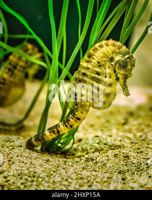 Seepferde im Seegras. Kleine Wassertiere aus nächster Nähe. Interessant zu beobachten. Detailliert und schön. Stockfoto