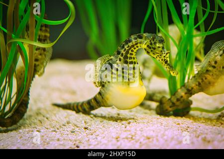 Seepferde im Seegras. Kleine Wassertiere aus nächster Nähe. Interessant zu beobachten. Detailliert und schön. Stockfoto