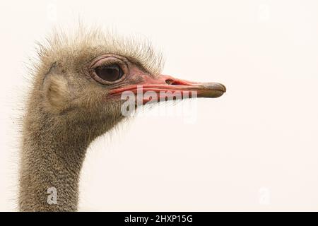 Strauß im Profil. Der größte Vogel der Welt. Weißer Hals, roter Schnabel. Tierschuss Stockfoto