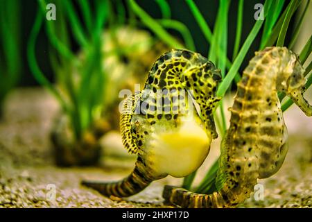 Seepferde im Seegras. Kleine Wassertiere aus nächster Nähe. Interessant zu beobachten. Detailliert und schön. Stockfoto