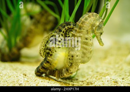 Seepferde im Seegras. Kleine Wassertiere aus nächster Nähe. Interessant zu beobachten. Detailliert und schön. Stockfoto