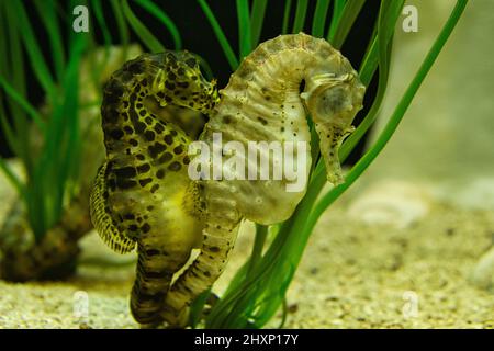 Seepferde im Seegras. Kleine Wassertiere aus nächster Nähe. Interessant zu beobachten. Detailliert und schön. Stockfoto