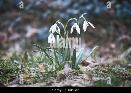 Schneeglöckchen auf einer Wiese bis zum Frühlingsbeginn. Zarte Blume mit weißen Blüten. Frühe Blüte Stockfoto