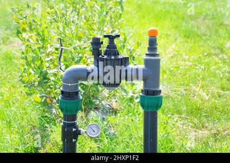 Rohrleitungen und Instrumentierung des Tropfbewässerungssystems der Heidelbeeren-Farm. Stockfoto