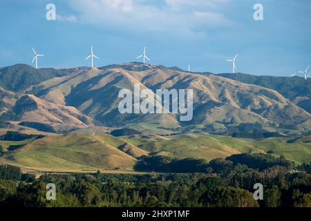 In der Nähe von Pahiatua, Distrikt Tararua, Nordinsel, Neuseeland Stockfoto