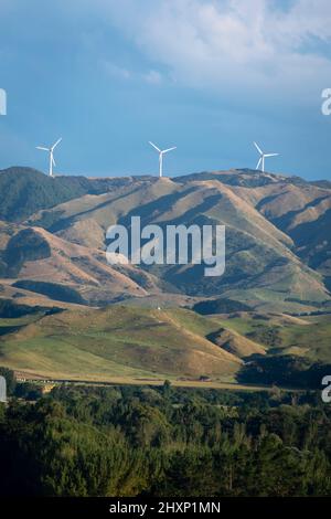 In der Nähe von Pahiatua, Distrikt Tararua, Nordinsel, Neuseeland Stockfoto