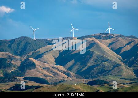 In der Nähe von Pahiatua, Distrikt Tararua, Nordinsel, Neuseeland Stockfoto