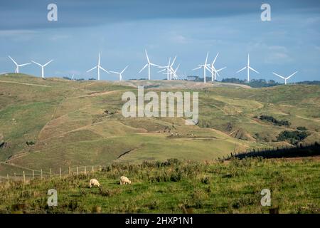 In der Nähe von Pahiatua, Distrikt Tararua, Nordinsel, Neuseeland Stockfoto