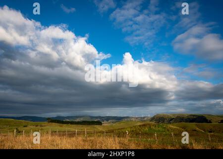 In der Nähe von Pahiatua, Distrikt Tararua, Nordinsel, Neuseeland Stockfoto